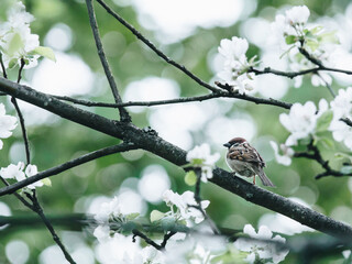 中医哲学：《黄帝内经》里的四大养生智慧