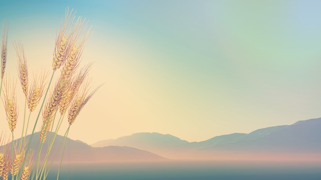 鲜花手抄报资料